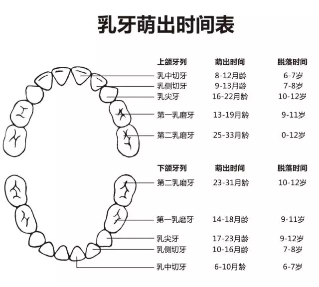 尚佳專(zhuān)業(yè)月嫂丨何時(shí)長(cháng)牙才算正常？