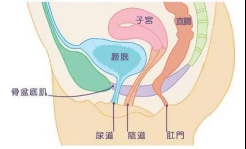 尚佳產(chǎn)后修復丨科普丨產(chǎn)后盆底肌的健康問(wèn)題